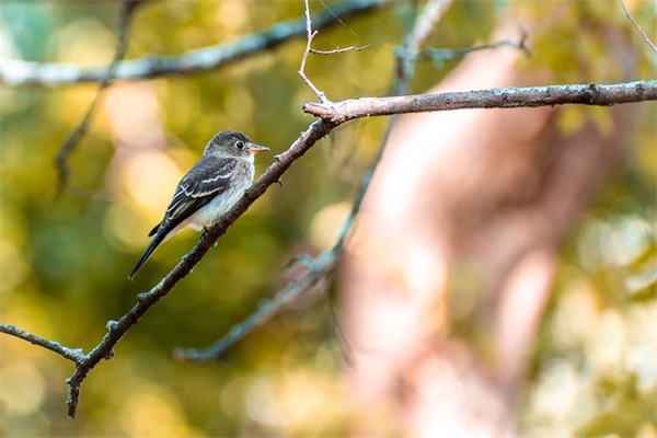早晨问候短信大全83句