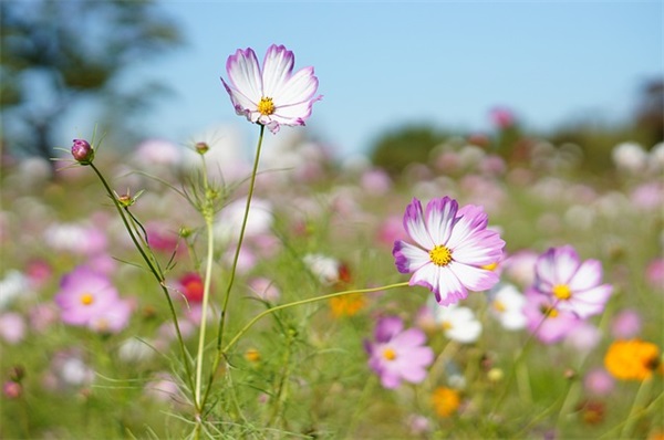 商务生日祝福短信84句