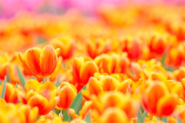 早晨短信温馨问候语84句