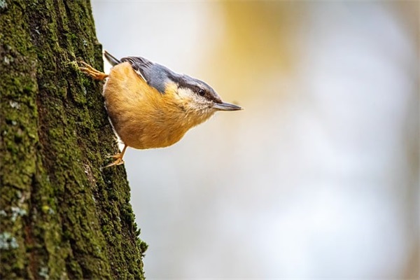 过年原创短信81句