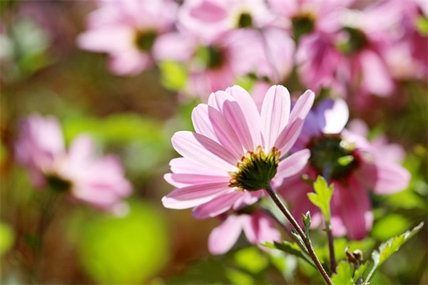 七夕节手机短信81句