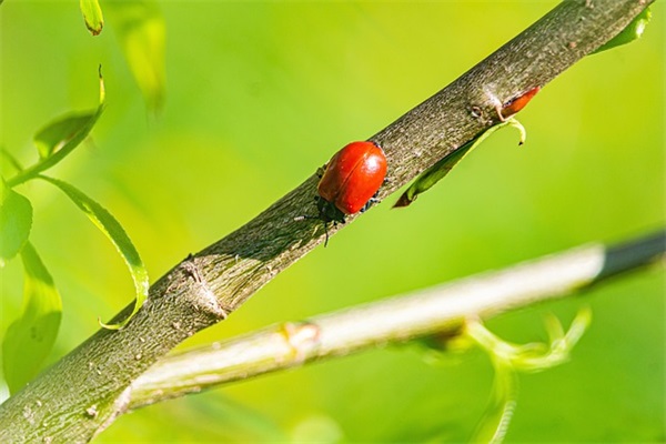 过年的创意短信81句