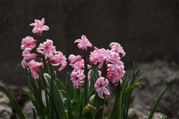 送给老总的生日短信81句