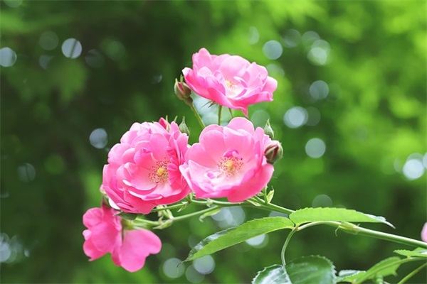 给客户的生日祝福短信81句