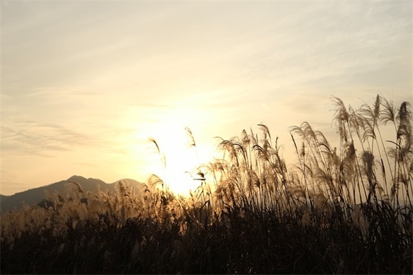 元旦短信发领导81句