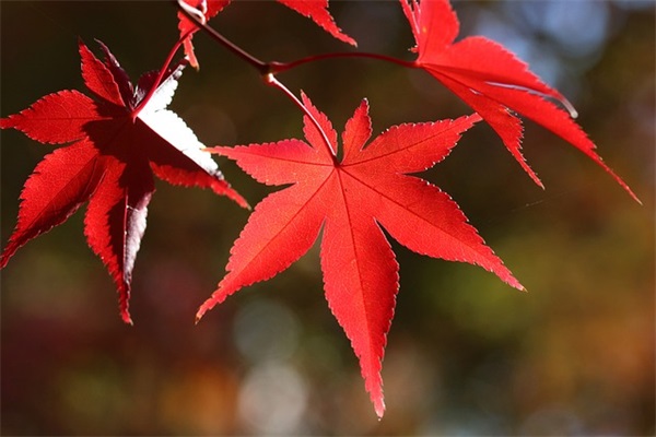 圣诞告白短信81句