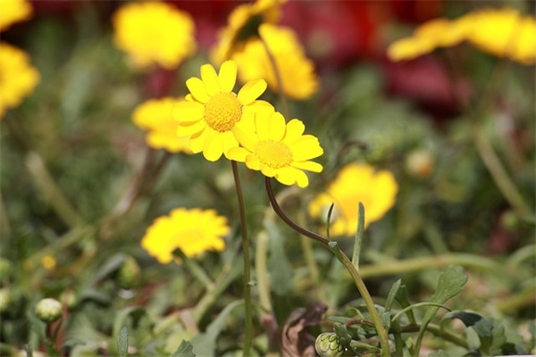 国庆节客户祝福短信80句