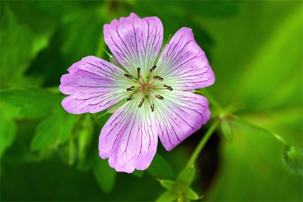 春节短信祝福发给领导86句