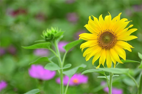 给孩子期末考试的寄语 【送给孩子期末考试的寄语】
