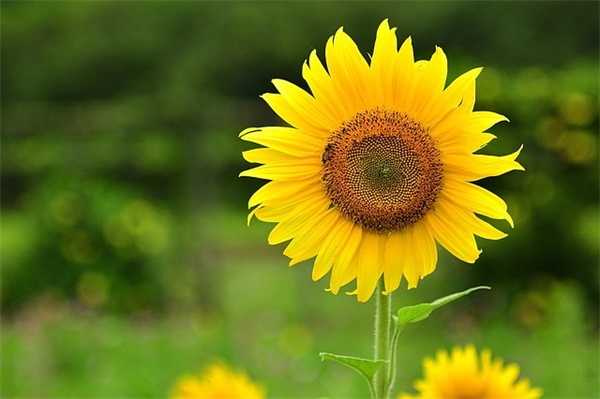 对自己的鼓励寄语 【一句话致自己】