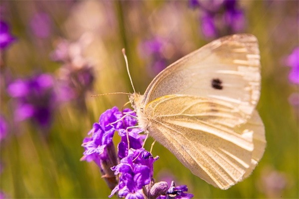 幼儿毕业班老师寄语 【幼儿毕业班老师寄语大全】
