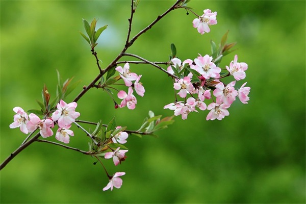 七岁生日寄语儿子 【七岁生日寄语儿子的话】