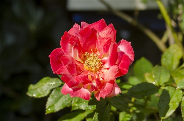 中考前的家长寄语 【中考前家长寄语视频】