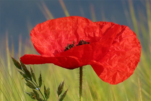 对宝贝的寄语简短内容 【对宝贝的寄语简短内容幼儿园】