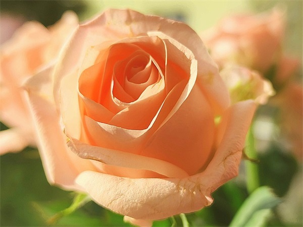 妈妈给女儿的成人礼寄语-67句