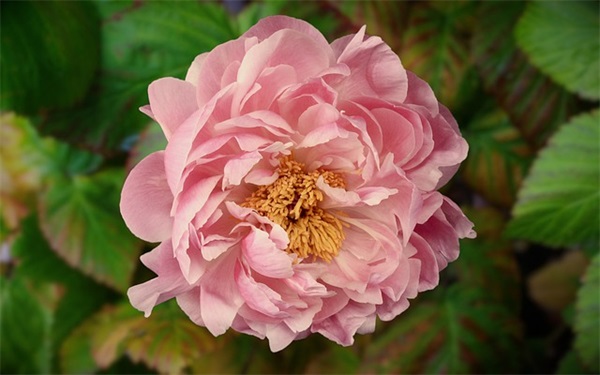 闺蜜同学录寄语-100句