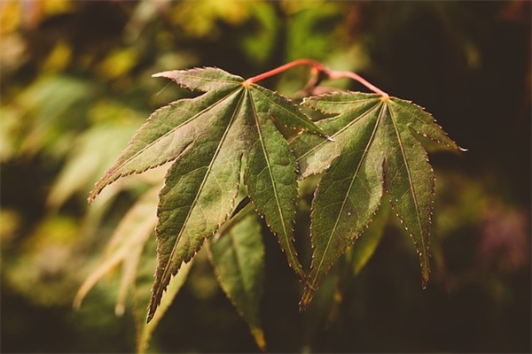 小学教师毕业寄语唯美句子 【小学毕业教师毕业寄语】