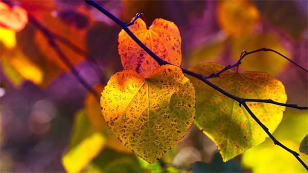 对刚出生的宝宝的寄语 【对刚出生的宝宝的寄语有哪些】