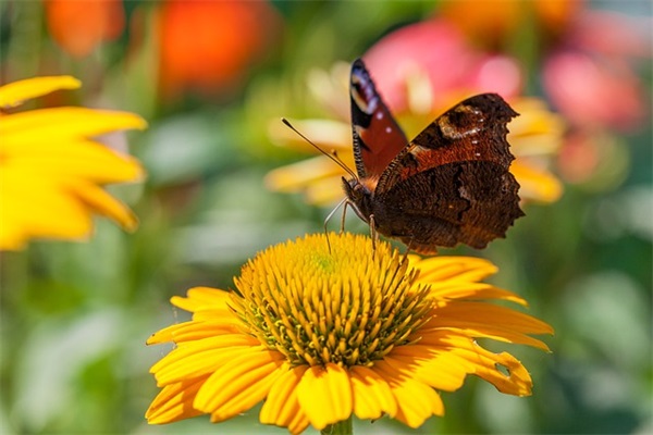 父母对孩子毕业寄语 小学生 【家长对孩子的毕业寄语小学简短】