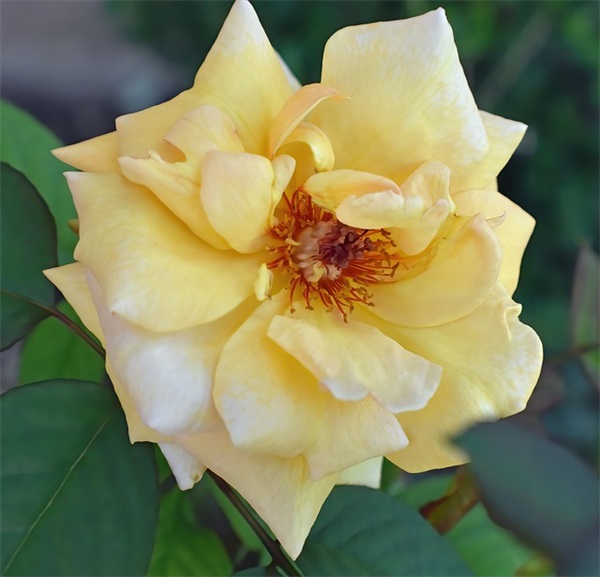 跆拳道父母期望寄语 【跆拳道考试家长寄语怎么写】