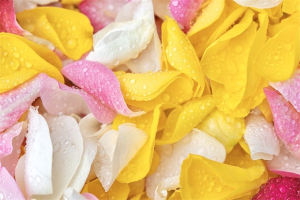 美丽的心灵作文