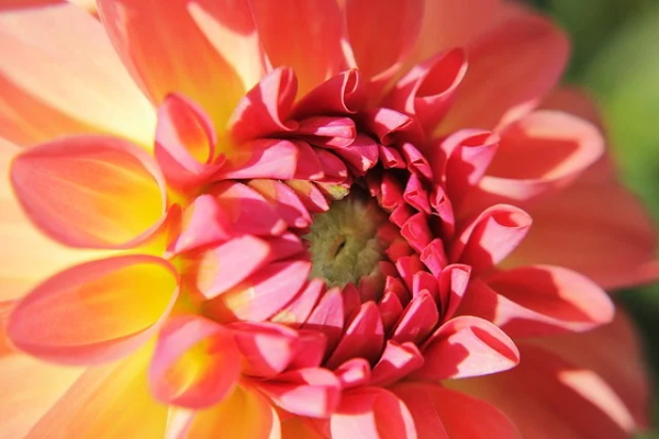 在逆境中成长作文