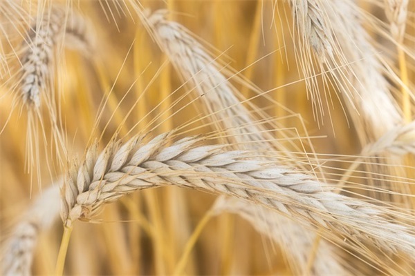 描写晴天的作文