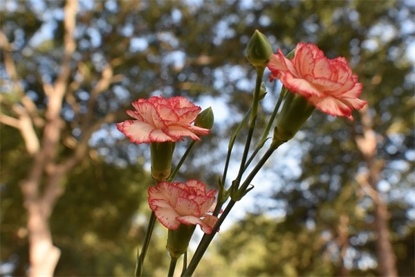 今天的语文课作文