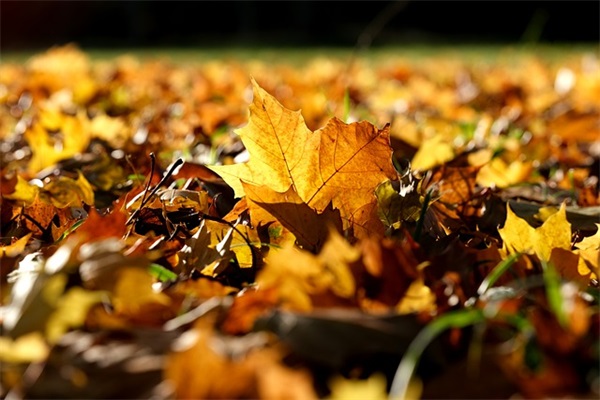 不会变的是作文