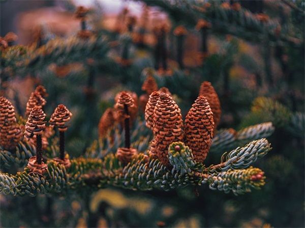 迎难而上的作文