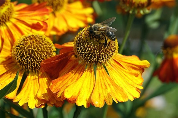 公共管理行政管理论文