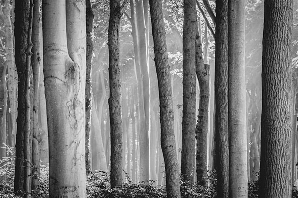 现代生物技术论文