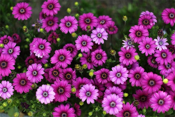 孩子上初中家长寄语怎么写 【孩子上初中家长感言】