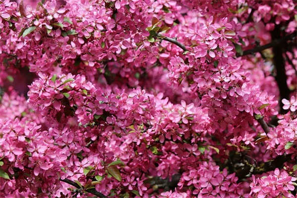 家长小升初毕业寄语 【家长小升初毕业寄语大全】