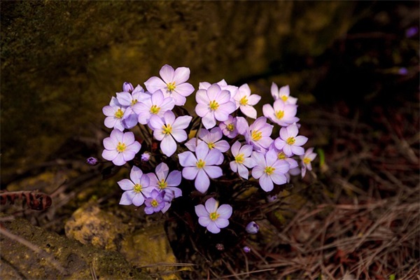 小学二年级新年寄语 【小学二年级新年寄语卡】
