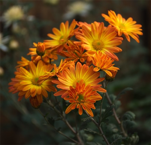 新年寄语格式 【新年寄语如何写好】