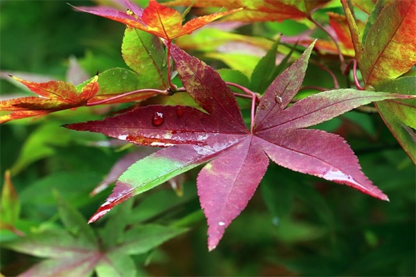 初三家长对孩子中考寄语鼓励 【初三家长对孩子中考寄语鼓励的话语】