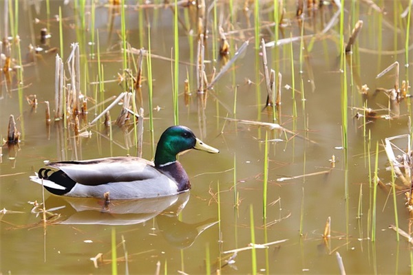 写给怀孕老婆的寄语 【写给怀孕老婆的一封信】