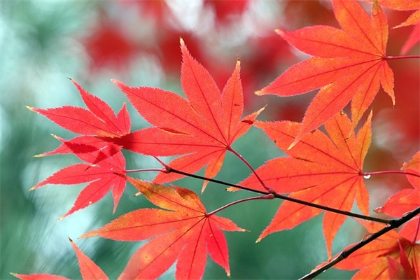 青春留言寄语-91句