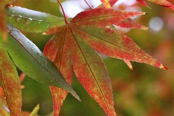 妈妈写给女儿的幼儿园毕业寄语 【妈妈写给女儿的幼儿园毕业寄语简短】