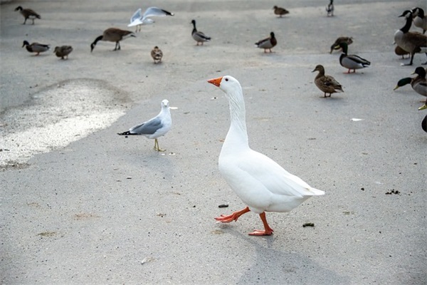 老师给学生的毕业赠言寄语简短 【老师给学生的毕业赠言短句】