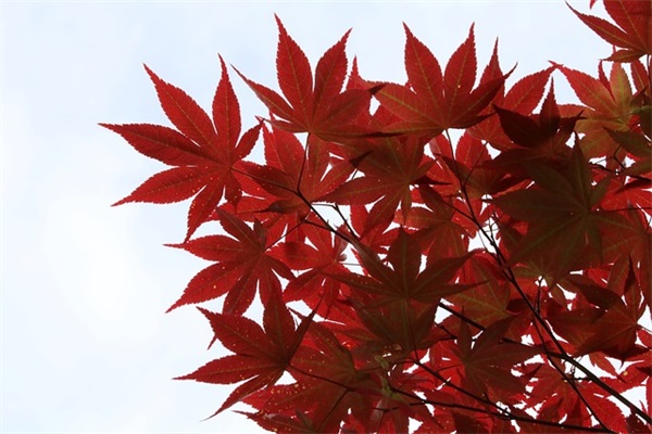 写给自己的毕业寄语200字-85句