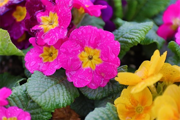 小学班主任给毕业班学生的寄语简短 【小学毕业班主任对学生的祝福语】