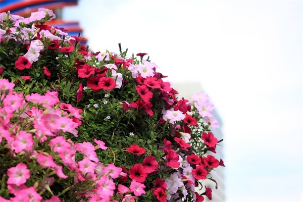 七夕情人节祝福的文案 七夕情人节祝福的美句