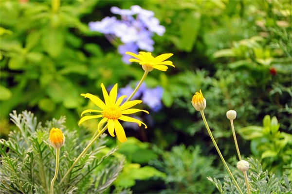 八一建军节简短祝福语 建军节语录简短