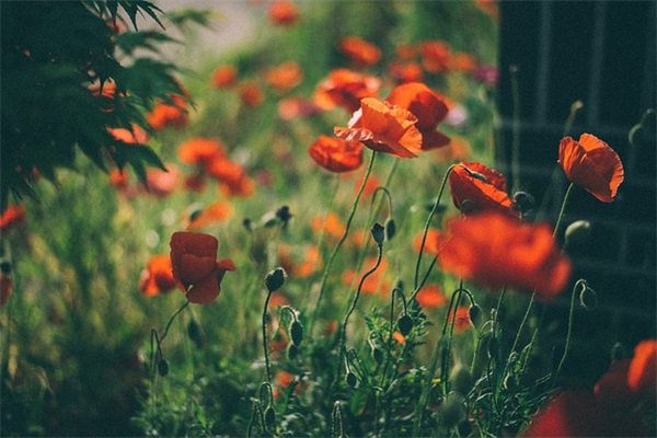 雨水节气暖心祝福语句 雨水节气朋友圈文案