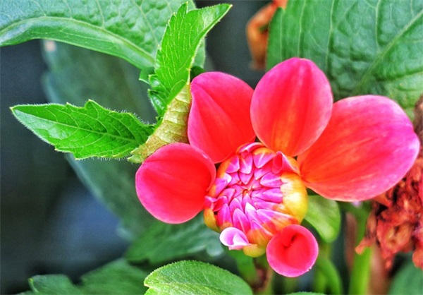 2025年端午节搞笑祝福语60句