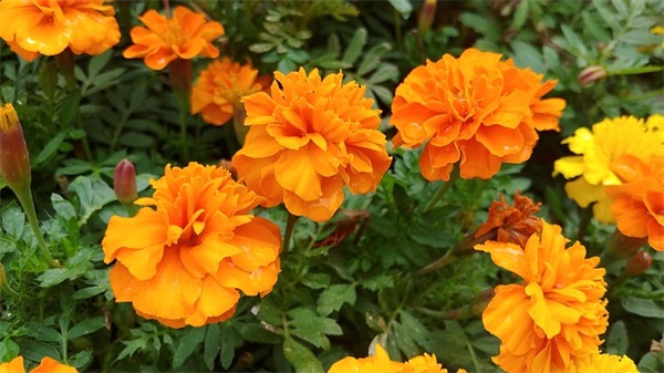 餐厅开业的祝福文案 餐厅即将开业的文案