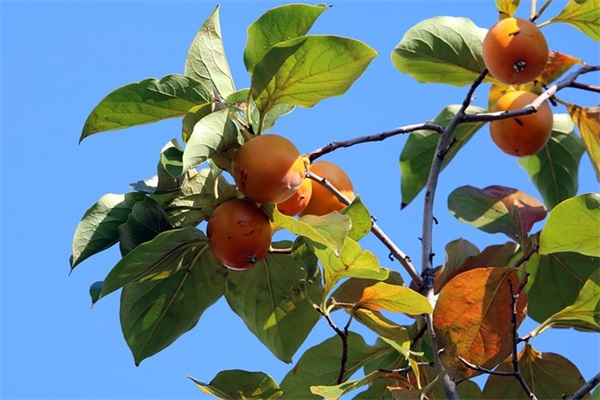 母亲节有趣祝福语58句