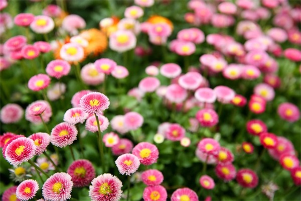 女儿20岁生日祝福71句